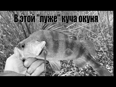 Видео: Окунь на микруху осенью