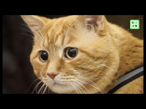 Видео: Курильский бобтейл - все подробности об этой породе кошек. Котокафе Котики и Люди.