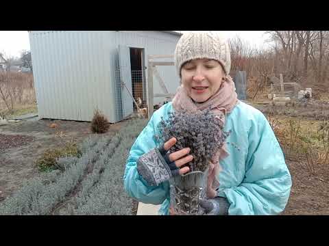 Видео: ЛАВАНДА.Вам об этом никто не расскажет 🤗