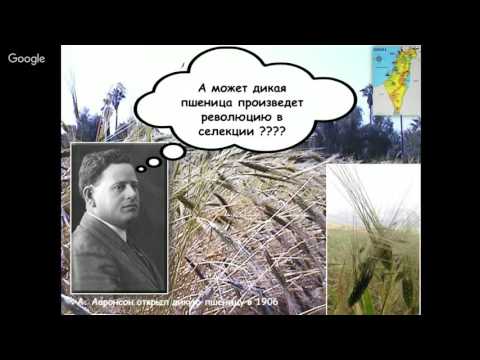 Видео: Геном пшеницы или исследование возможности насыщения пятью хлебами 7 млрд. человек