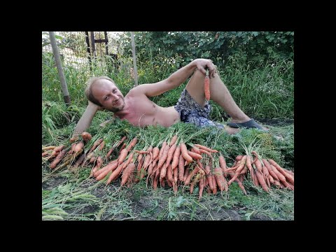 Видео: Копаємо Моркву! Гарний врожай! Let's dig the carrot! good harvest!