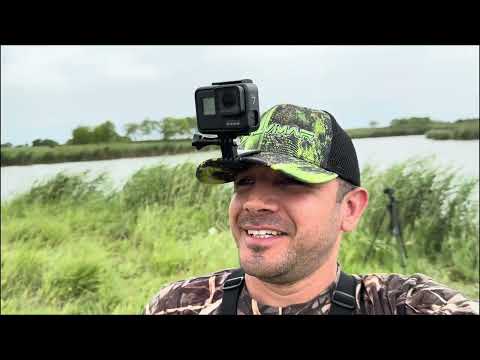 Видео: Столько карпа в пруду я ещё не ловил.