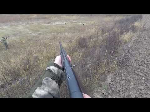 Видео: Охота на зайца