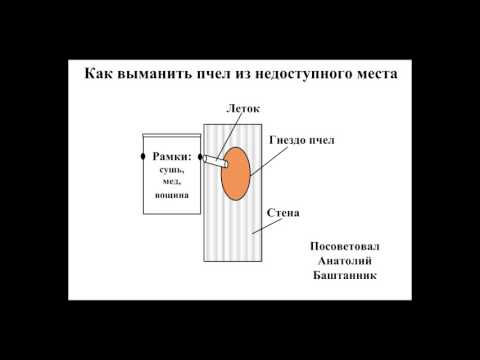 Видео: Как выманить пчел которые поселились в стене или другом недоступном месте