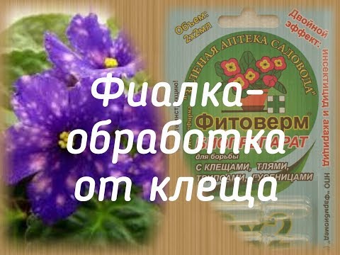 Видео: Фиалка - обработка от клеща