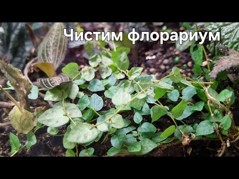 Видео: Чистка большого флорариума