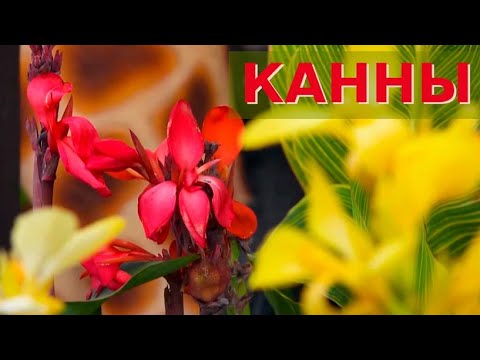 Видео: ПРАВИЛЬНЫЙ уход за КАННАМИ // Посадка и выбор сорта. Мастер-класс от специалиста