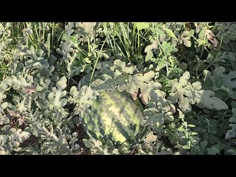 Видео: Тарбузи зард