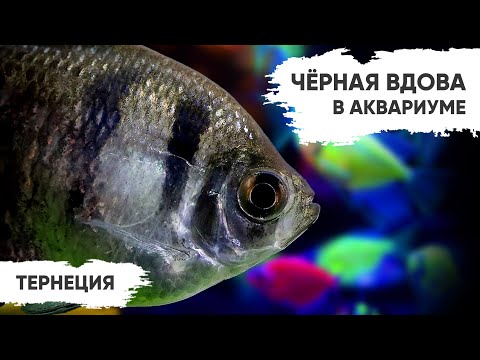 Видео: Чёрная вдова в аквариуме – Тернеции. Разновидности и их содержание
