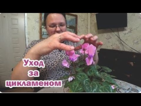 Видео: Уход за цикламеном