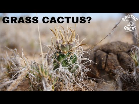 Видео: Этот загадочный кактус имитирует траву и переживает снежные зимы в Нью-Мексико