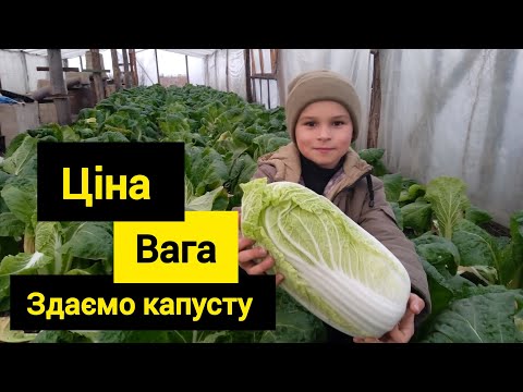 Видео: Капуста БІЛКО f1. Ціни.