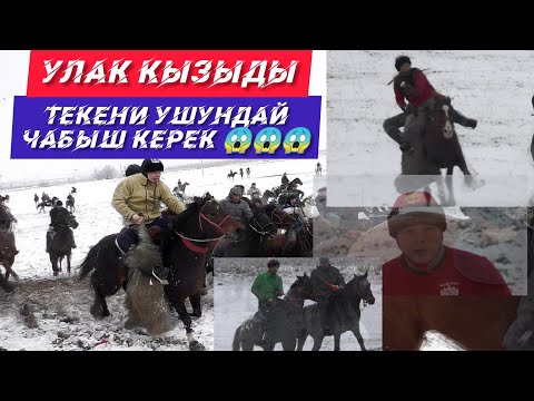 Видео: Улак 🔥болду! Текени такымдап чабам десең, Лейлек Улака бар!