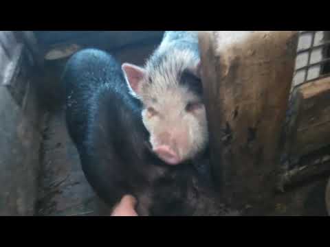 Видео: Нужна ли вода Вьетнамским поросятам!?