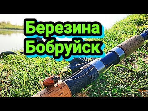 Видео: Река Березина. Рыбалка на майского жука