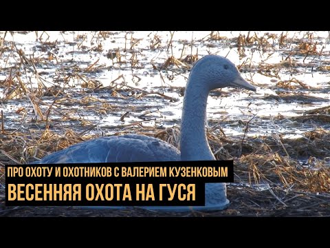 Видео: Весенняя охота на гуся / Про охоту и охотников с Валерием Кузенковым. Сезон 1