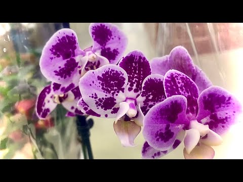 Видео: ОРХИДЕИ по 149 руб ОБЗОР уценки АШАН