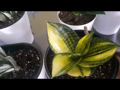Видео: Красавицы сансевиерии.