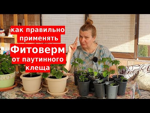 Видео: Фитоверм, инструкция от паутинного клеща