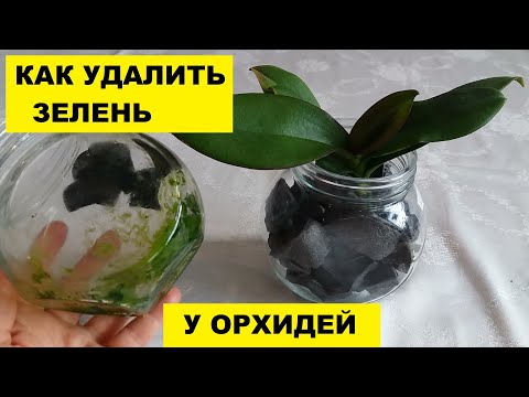 Видео: КАК УДАЛИТЬ ЗЕЛЕНЬ У ОРХИДЕЙ