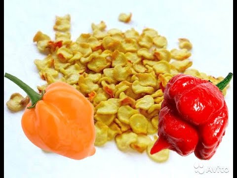 Видео: Подготовка и посев семян сверх острого перца