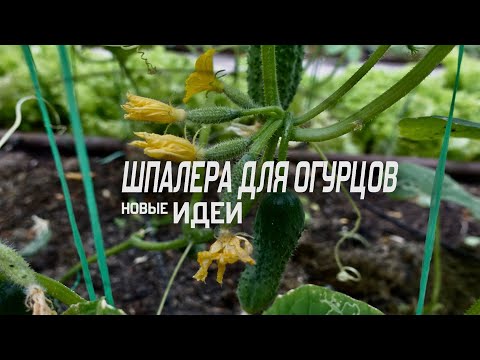 Видео: ШПАЛЕРА для ОГУРЦОВ / Новые Идеи