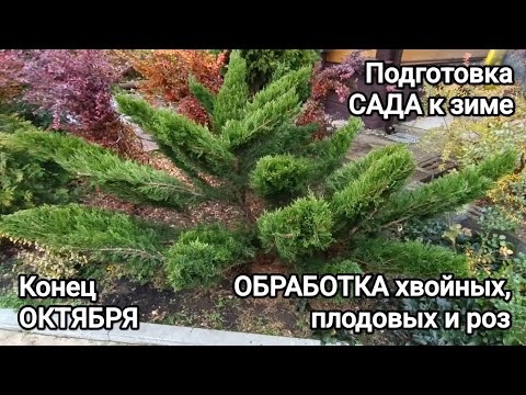 Видео: ОБРАБОТКА растений/ конец ОКТЯБРЯ🍂/ готовлю САД К ЗИМЕ.