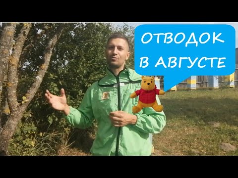 Видео: ОТВОДОК В АВГУСТЕ 🐤✌😉 СДЕЛАТЬ ОТВОДОК В АВГУСТЕ НЕ ПОЗДНО