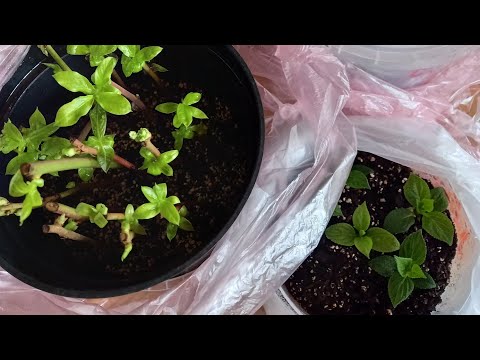 Видео: Как ухаживать за черенками. Плесень!!!!