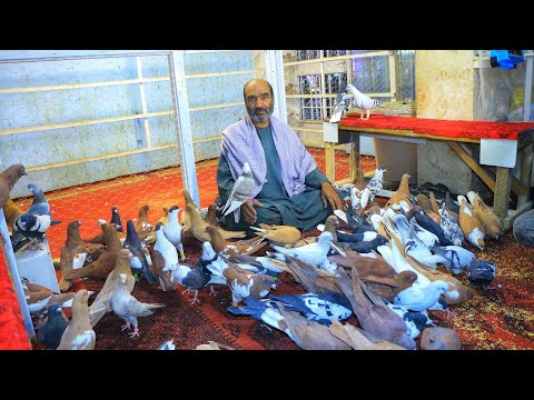 Видео: Khel Sar Khel Shop Kaka Najib | Голуби мучеников Салеха 60 Pigeons C/Nagi | голуби на продажу маг...