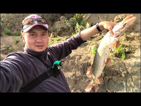 Видео: Рыбалка на щуку с берега. Крупная рыба. Лёгкий спиннинг. Первая рыбалка с Crazy Fish Arion 762S-L