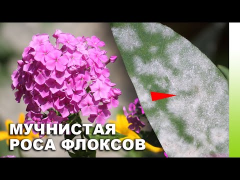 Видео: МУЧНИСТАЯ РОСА НА ФЛОКСАХ: симптомы, методы борьбы, лечение, схема обработки