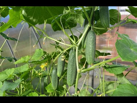 Видео: КОНСУЛЬТАНТ САДОВОДА 95