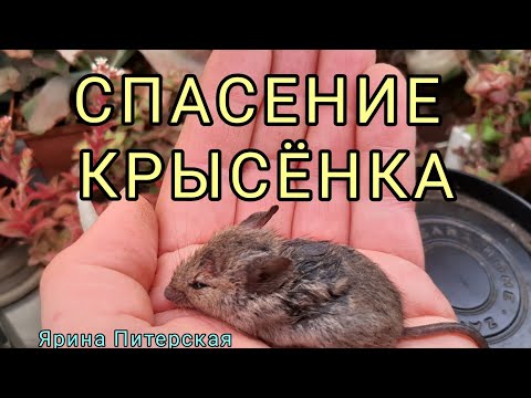 Видео: Спасение крысенка.