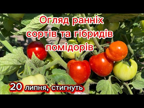 Видео: Огляд ранніх сортів та гібридів помідорів на 20 липня.