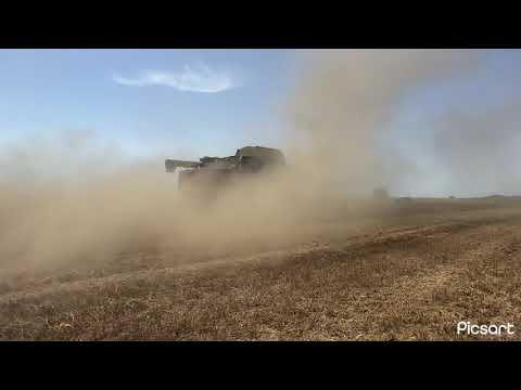 Видео: Уборка гороха!