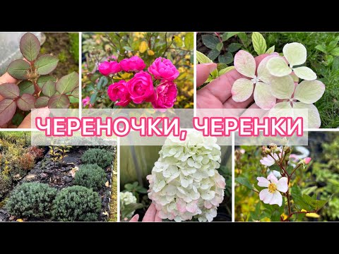Видео: Летние ЧЕРЕНКИ РОЗ И ГОРТЕНЗИЙ / Подготовка к зиме / Самарская Лидия цветёт в теплице / Лаванда
