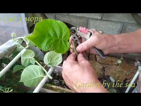 Видео: Укоренение зелёными черенками Пакистанской шелковицы и Киви