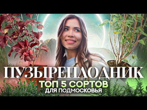 Видео: ПУЗЫРЕПЛОДНИК Калинолистный Диабло, Лютеус, Ред Барон 🍁ПОСАДКА И УХОД