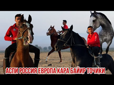 Видео: Сиеҳ кашка Чейрон кашка аспҳо арзон шуд Спитомен 24 октября 2025 г.