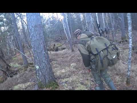 Видео: ОХОТА НА КАБАНА В ТАЙГЕ ДАЛЬНЕГО ВОСТОКА.