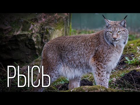 Видео: Рысь: Бесхвостая кошка с кисточками | Интересные факты про рысь