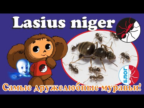 Видео: Муравьи чебурашки. Самые дружелюбные муравьи. Lasius niger