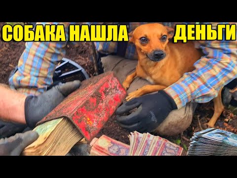 Видео: 10 НЕОЖИДАННЫХ НАХОДОК/СОБАКА НАШЛА ДЕНЬГИ ПОД ДЕРЕВОМ/ROLEX ЗА $15000/ЯХТА/АВТО ПОД ВОДОЙ/ЭППЛ ВОТЧ