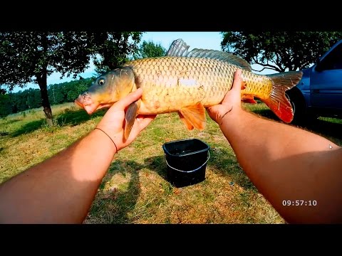 Видео: Ловля карпа на кружки (балабайки) с горохом. Сом и голавль на макух. [Отчеты о рыбалке]