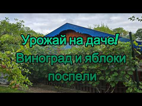 Видео: 🍇 Урожай на даче! Виноград и яблоки поспели  Вторая часть дачных изменений 🌿