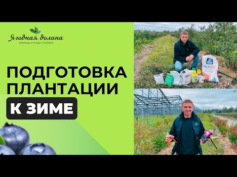Видео: Подготовка плантации голубики к зиме