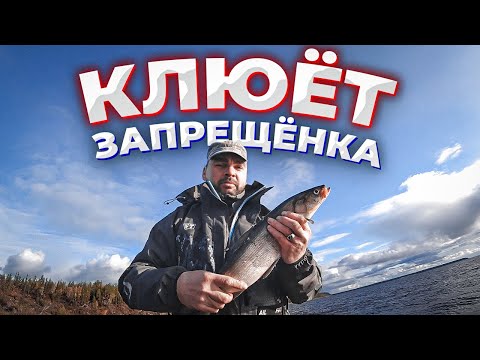 Видео: Рыбалка на Ямале/Это нельзя ловить! Еда на костре/Закрытие сезона