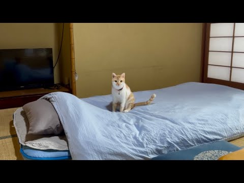 Видео: Остановитесь в этом священном раю для кошек, где 13 кошек посещают ваш номер