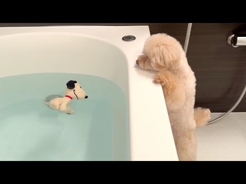 Видео: Той-пудель сошел с ума после того, как игрушка упала в ванну